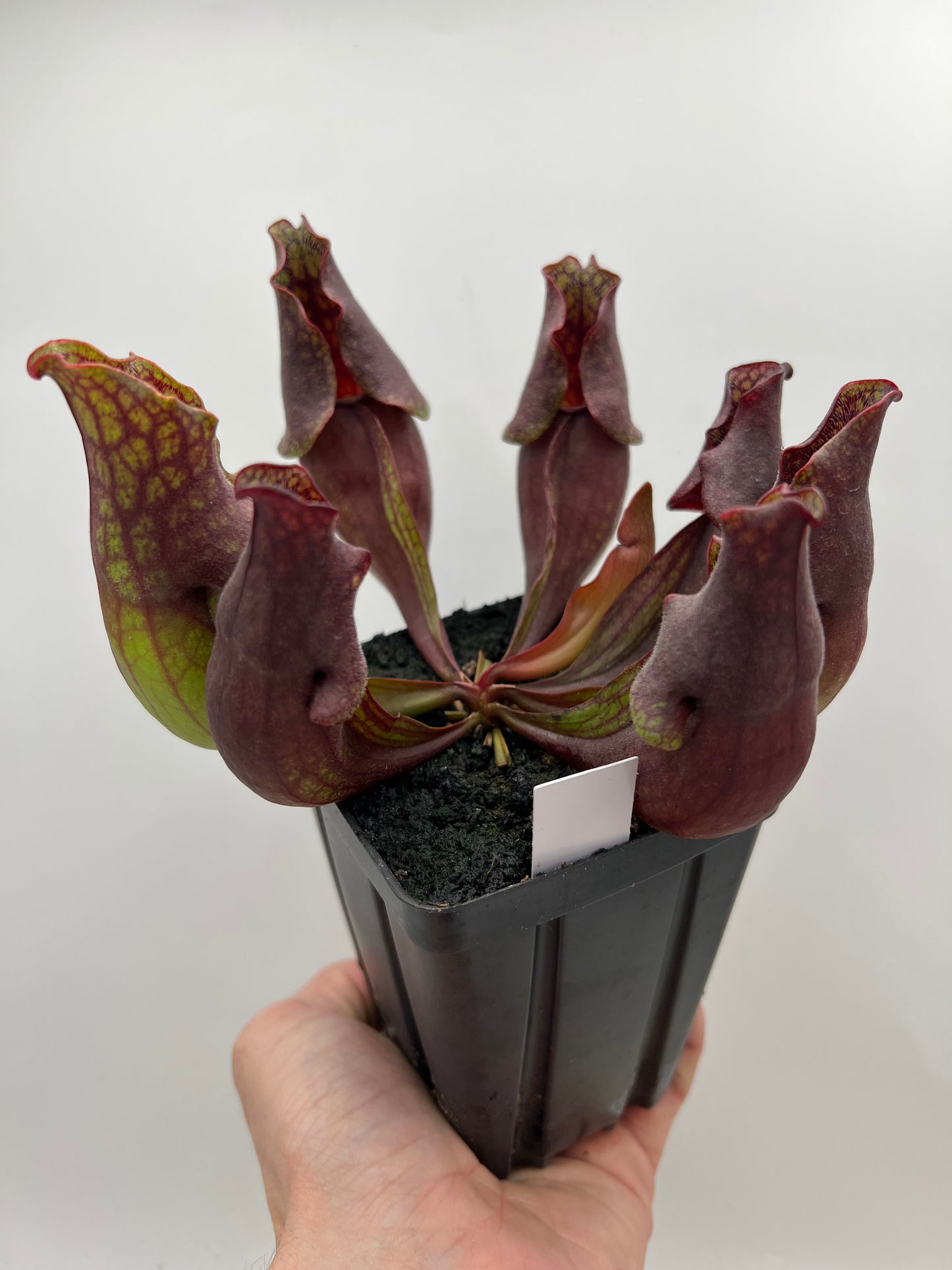 Sarracenia purpurea ssp. purpurea (Centre Co, PA) - Seed Grown #103