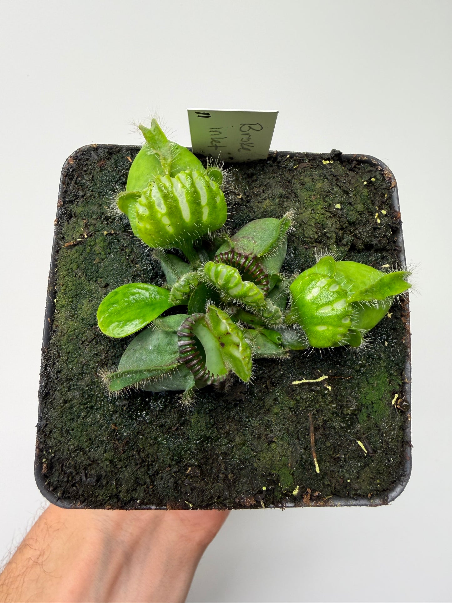 Cephalotus follicularis “Broke Inlet” (11)