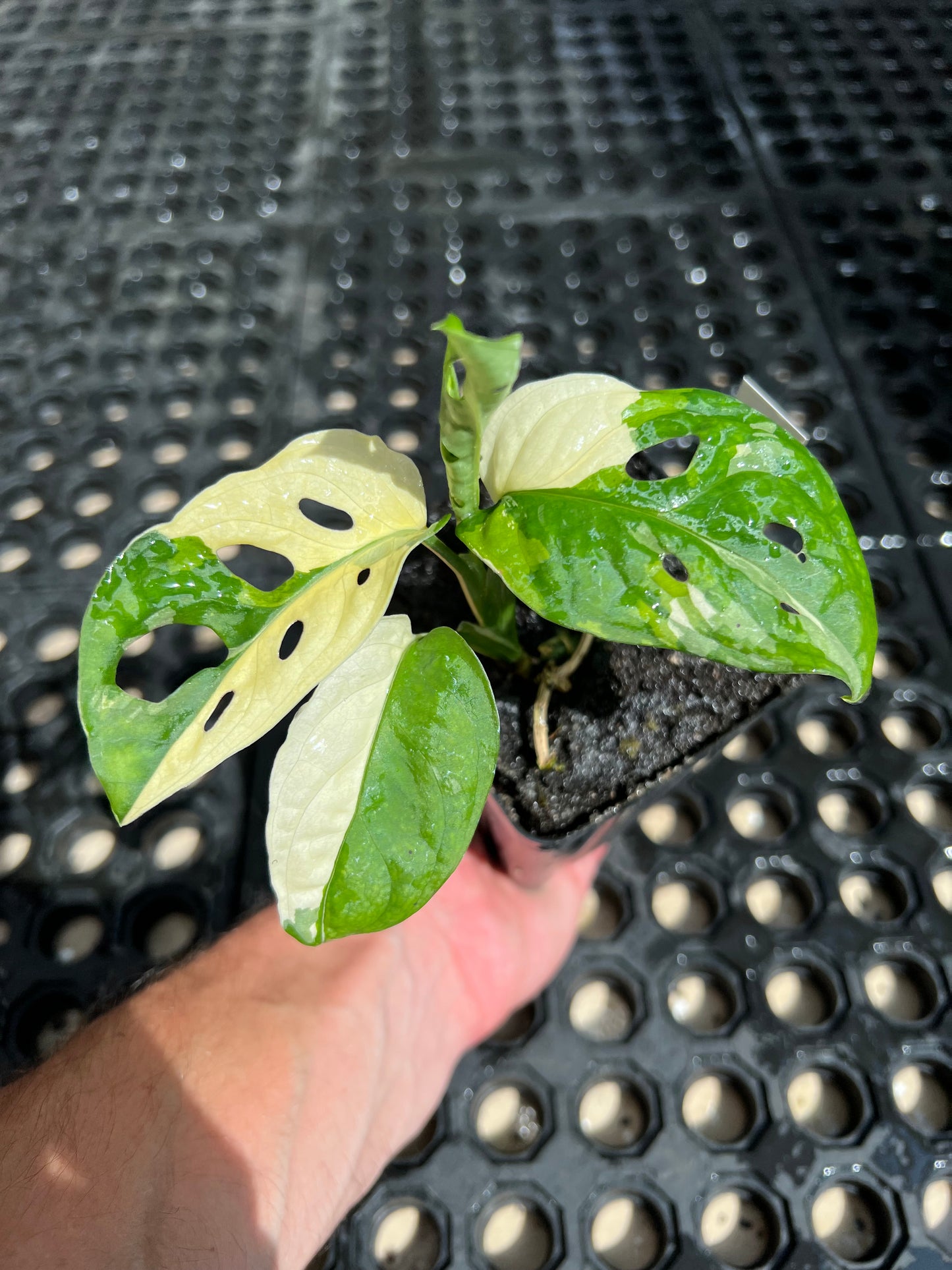 Monstera adansonii “Tricolor” LC