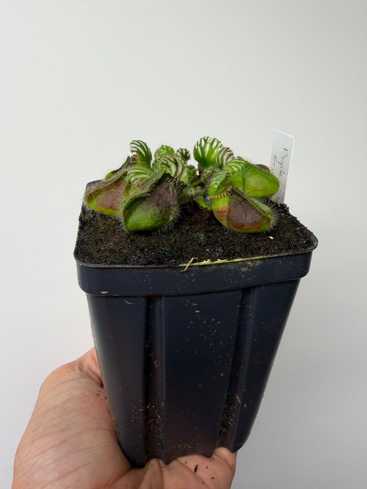 Cephalotus follicularis “Purple/Black” - Eric Smooth #2