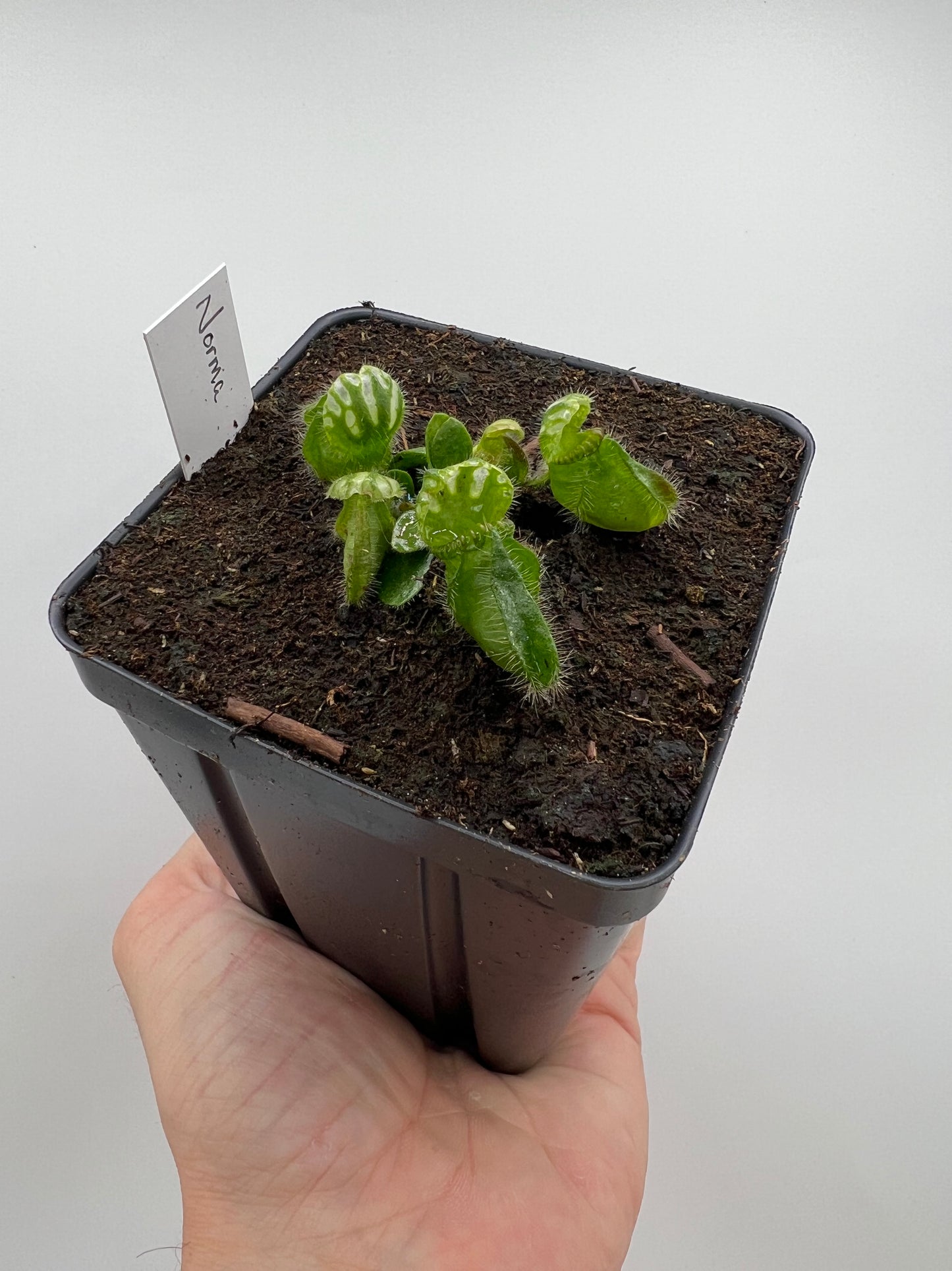 Cephalotus follicularis “Norma”