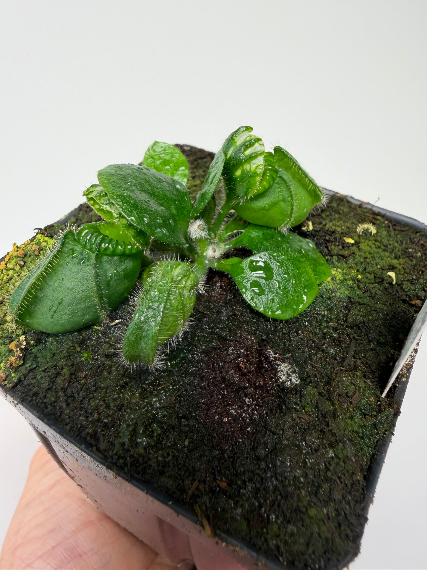 Cephalotus follicularis “UC Davis”