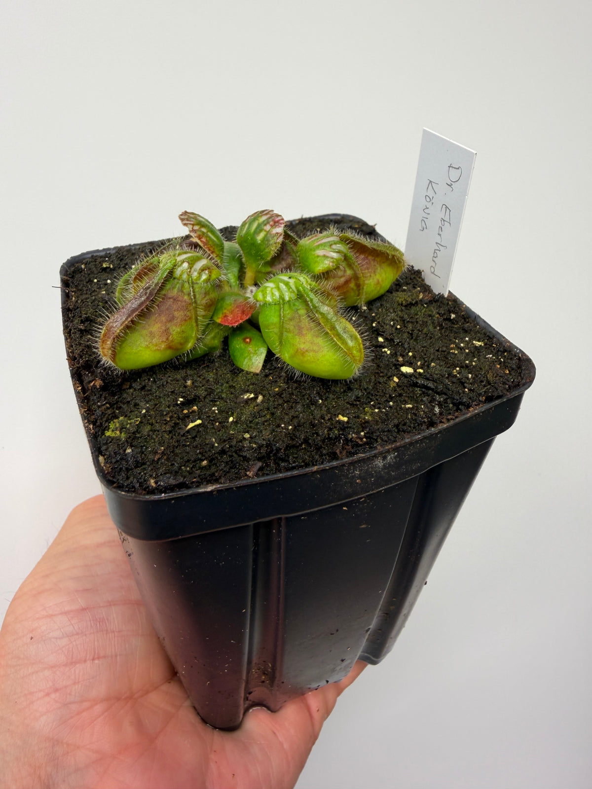 Cephalotus follicularis “Dr. Eberhard König”