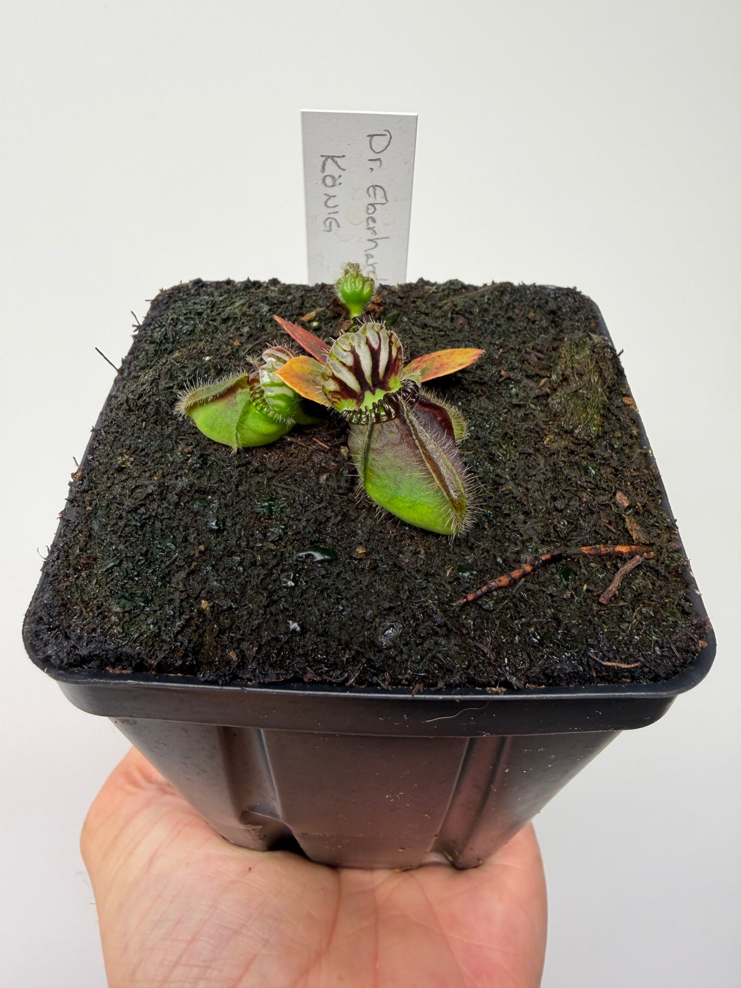 Cephalotus follicularis “Dr. Eberhard König”