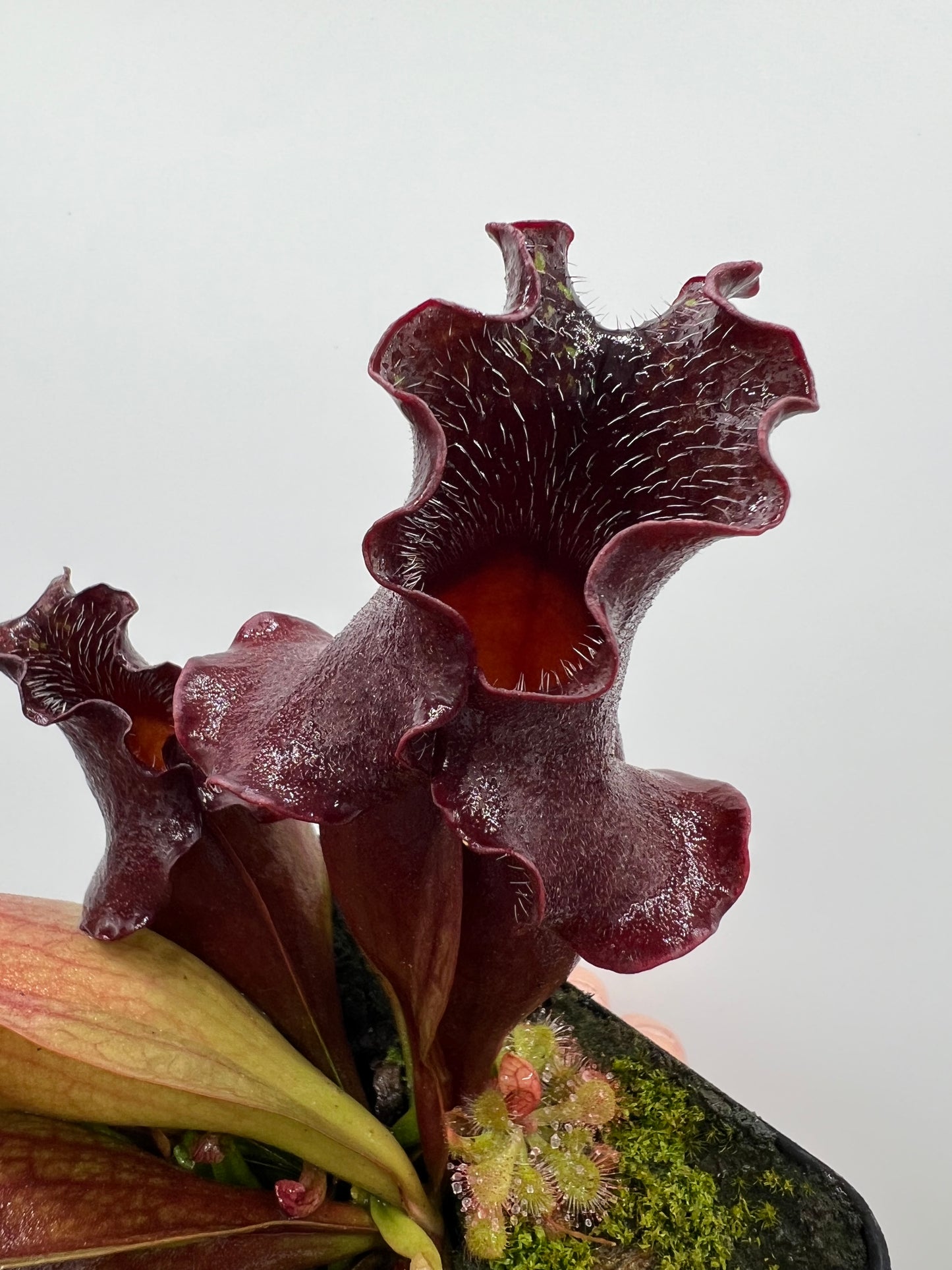 Sarracenia purpurea ssp. venosa (Brunswick Co, NC x Carteret Co, NC)  - Seed Grown #1