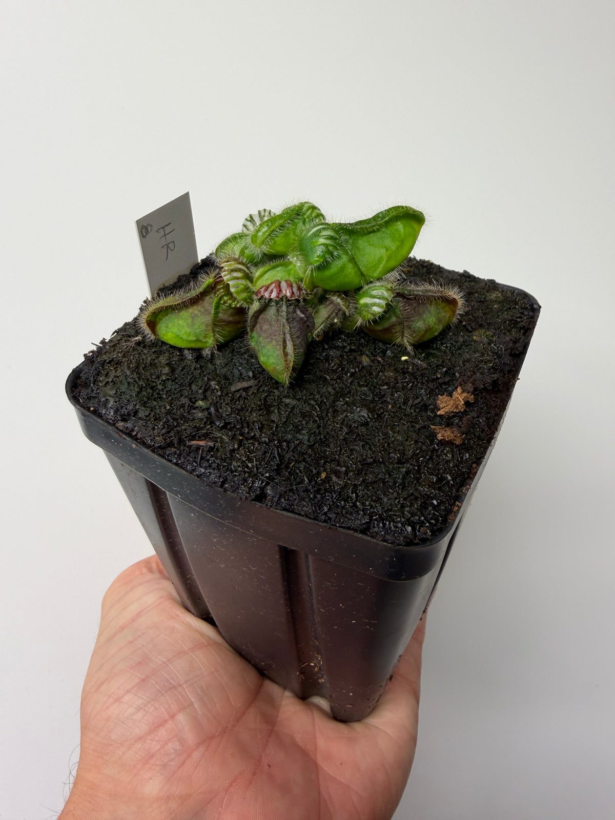 Cephalotus follicularis “Hampshire Red” #8