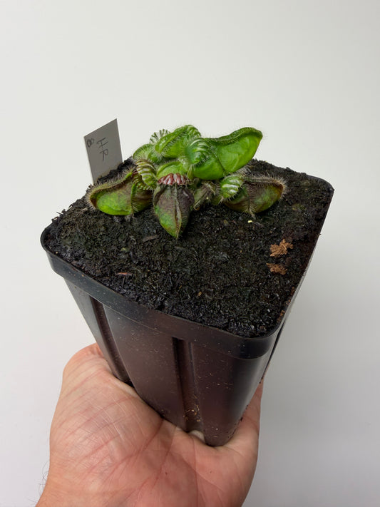 Cephalotus follicularis “Hampshire Red” #8