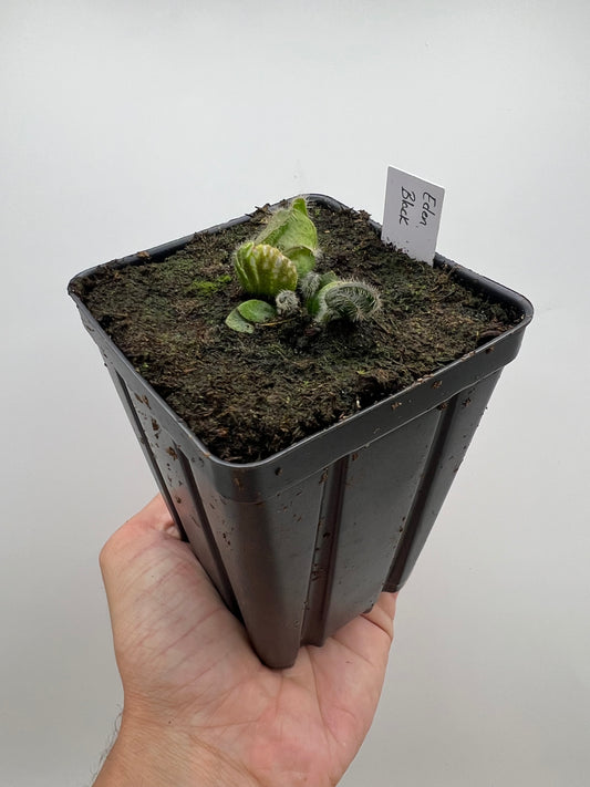 Cephalotus follicularis ‘Eden Black’ - *Rare*