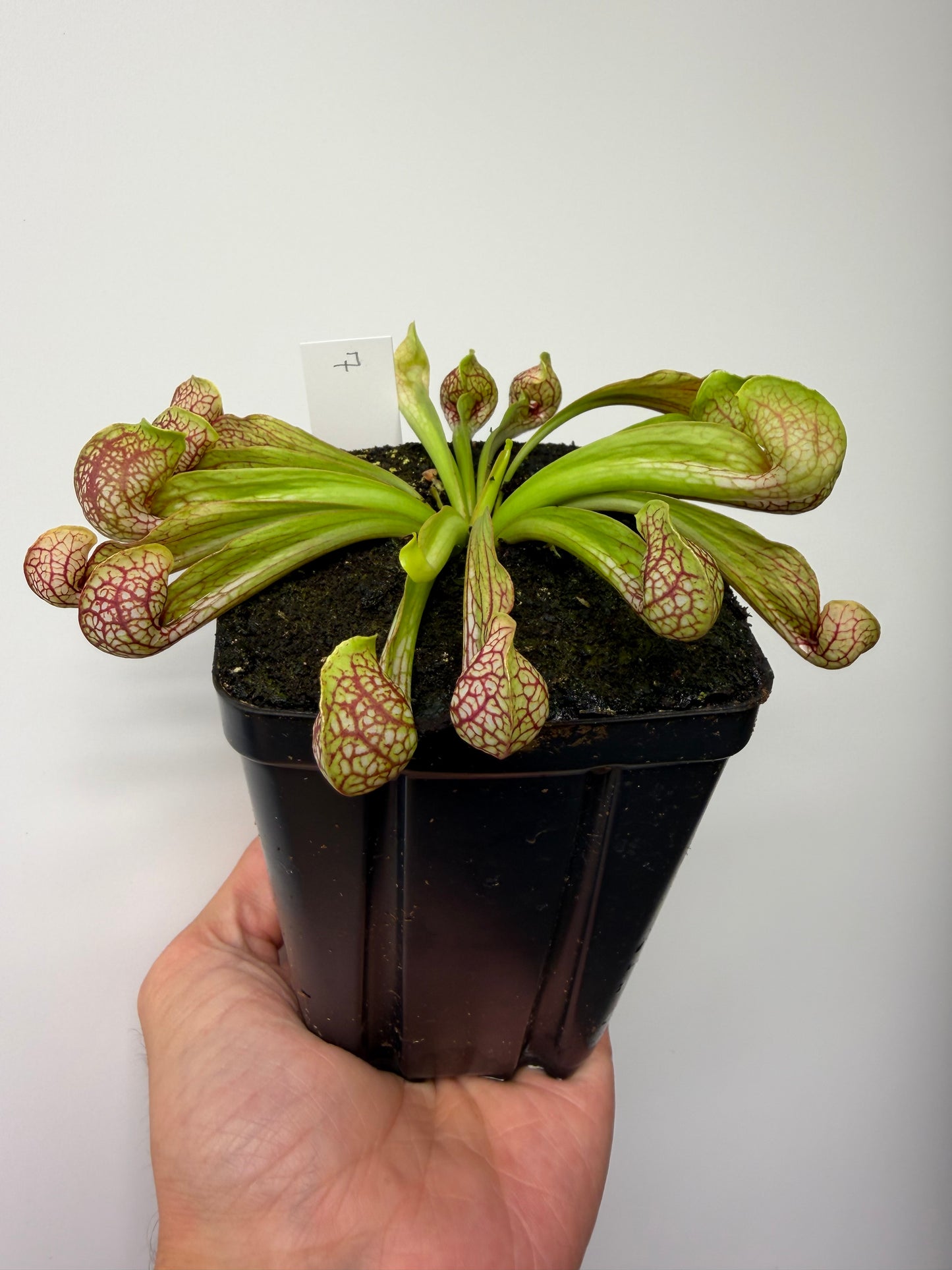 Sarracenia psittacina - “Turkey Hen Creek” - Seed Grown (7)