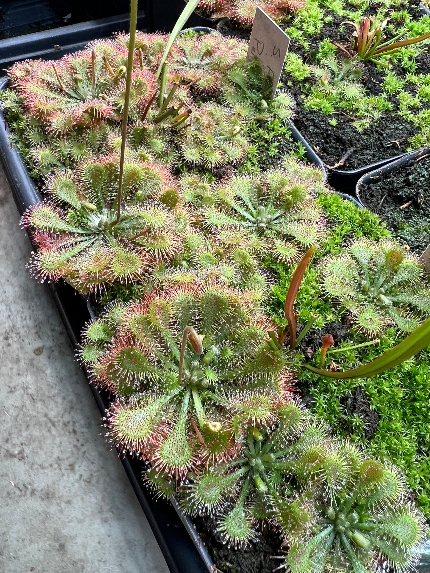 Drosera - Roundleaf Sundew, Single, Bare Root