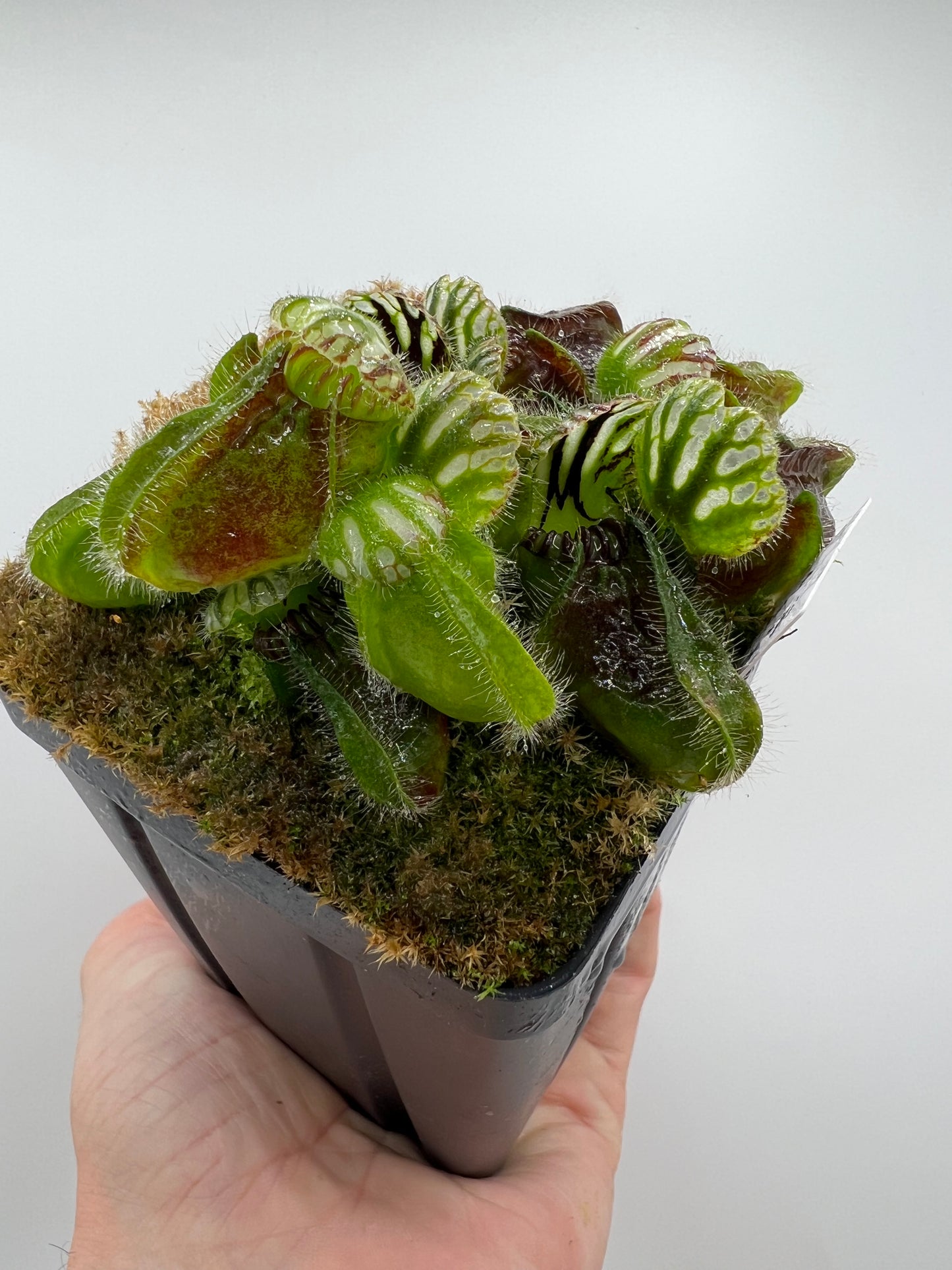 Cephalotus follicularis “Martin Stöckl”