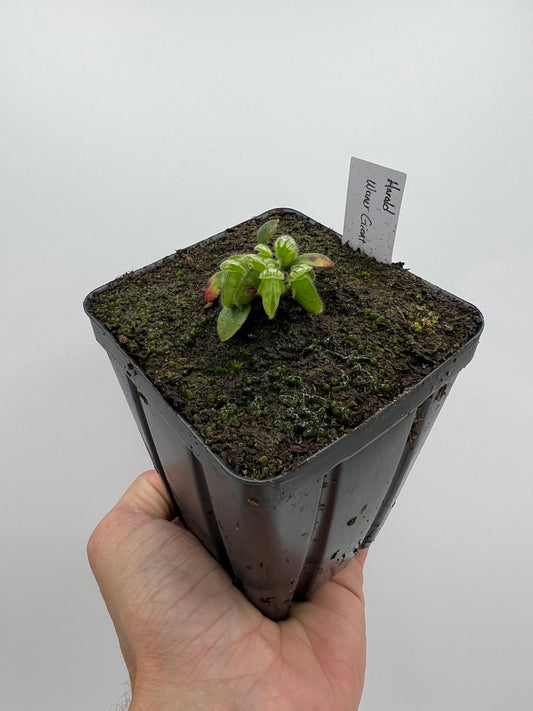 Cephalotus follicularis “Harald Weiner Giant” (aka True Giant)