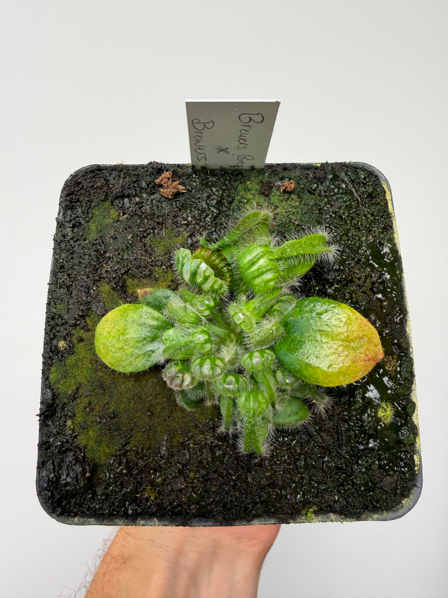 Cephalotus follicularis “Brewers Beauty” x “Brewers”