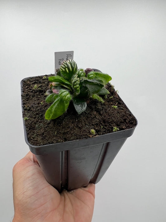 Cephalotus follicularis “Hampshire Red”
