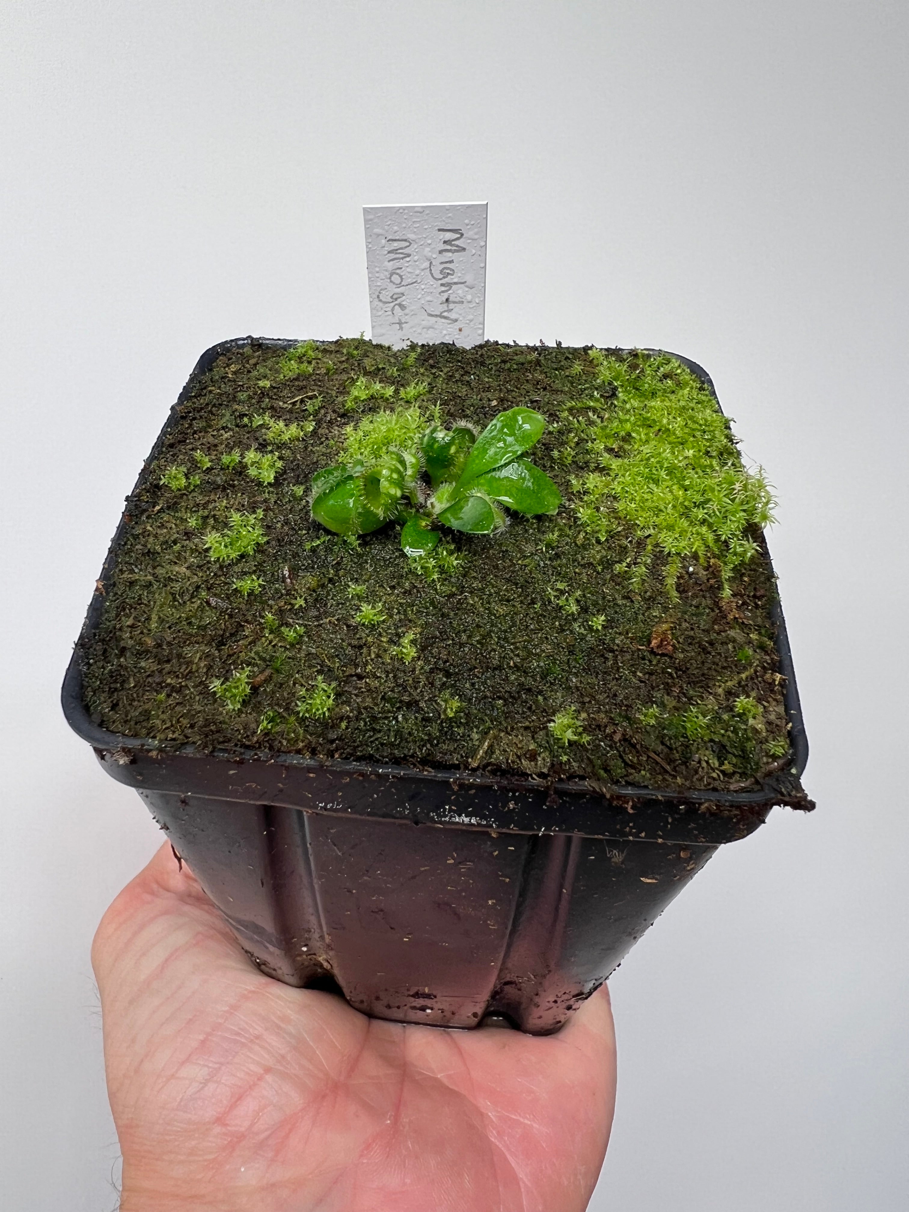 Cephalotus follicularis “Mighty Midget” - *Rare* – Little Carnivores