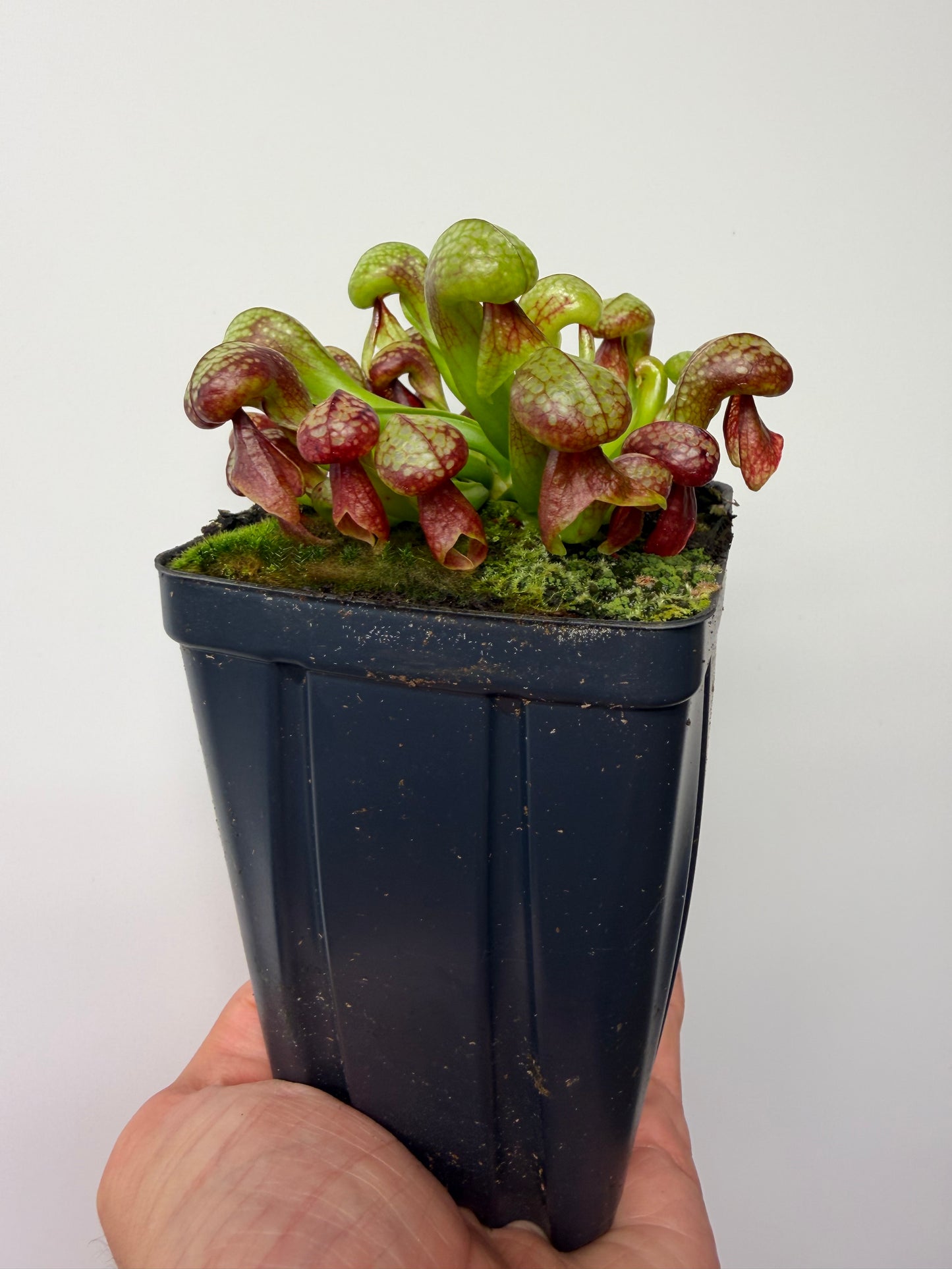 Darlingtonia californica (Cobra Pitcher Plant) - Seed Grown #214