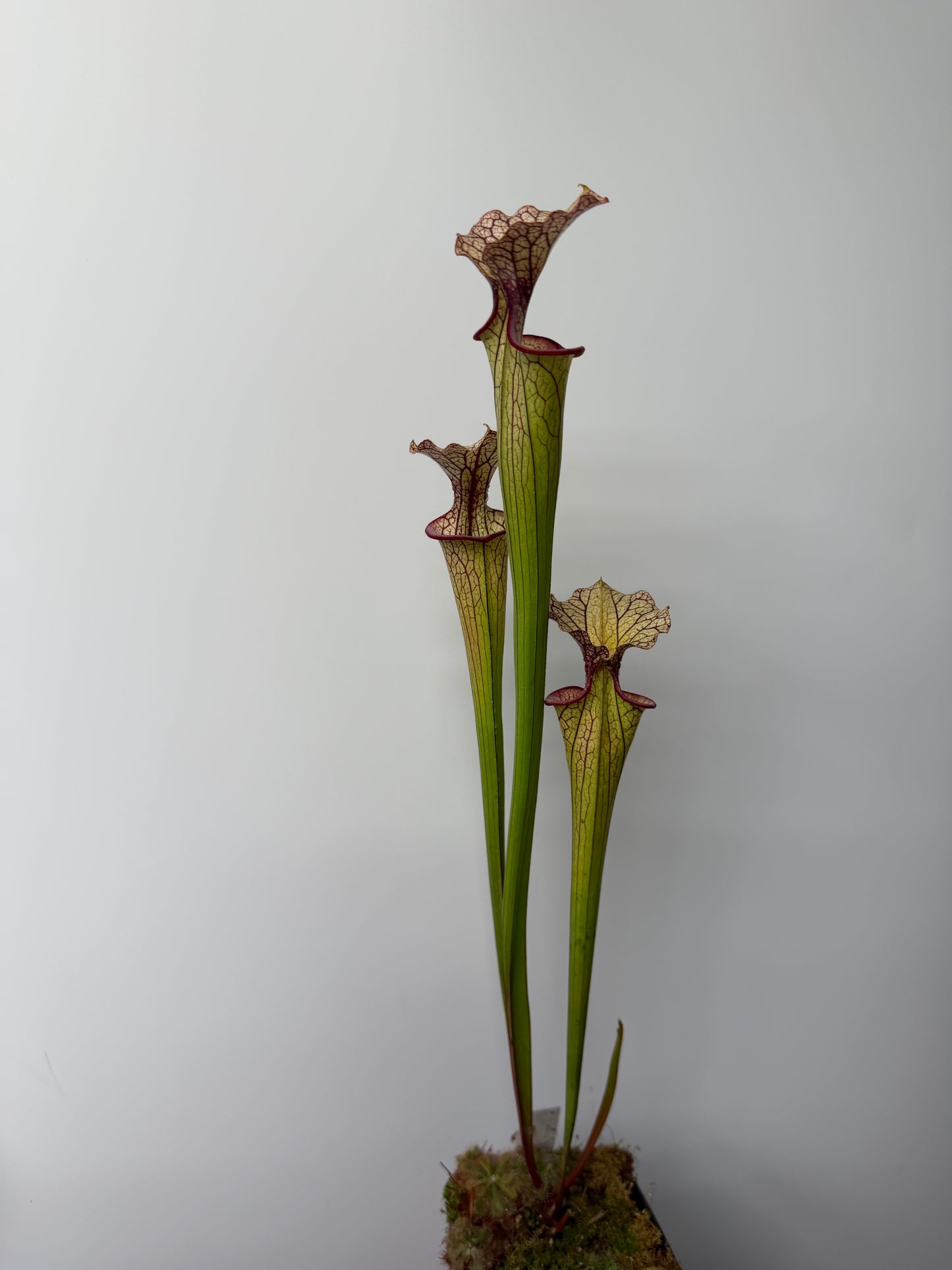 Sarracenia flava var. rubricorpora x Strawberry Milkshake