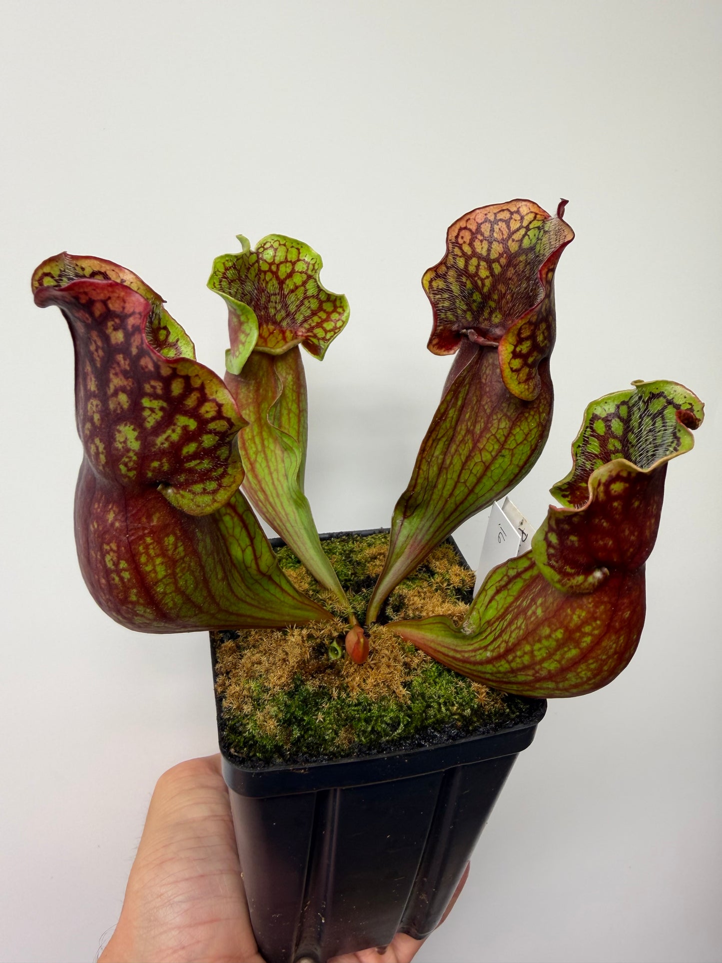 Sarracenia purpurea ssp. purpurea (Pike County, PA) - Seed Grown #16