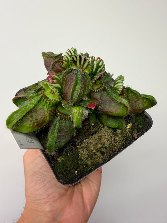 Cephalotus follicularis “Hampshire Red” #1