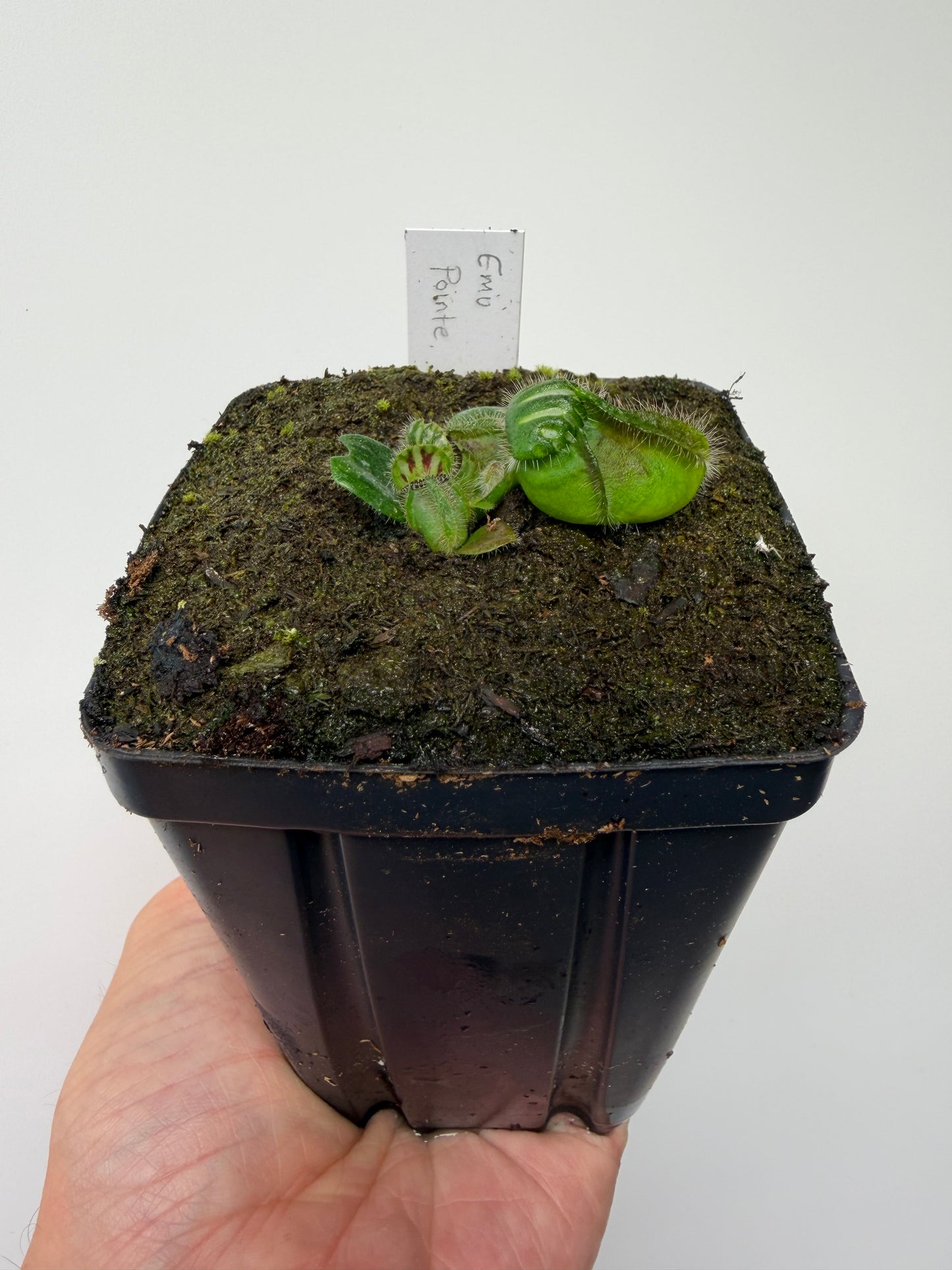 Cephalotus follicularis “Emu Pointe”