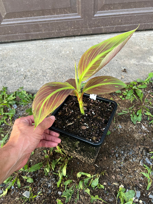 Musa ‘Siam Ruby’