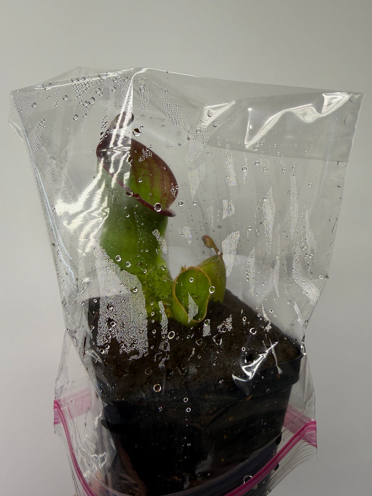 Heliamphora (heterodoxa x minor) x macdonaldae #1 52624 SGLC - Potted Division