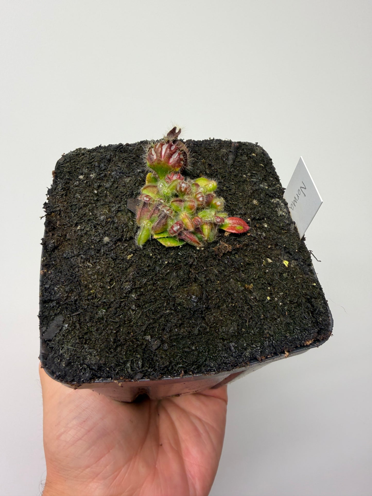 Cephalotus follicularis “Norma”