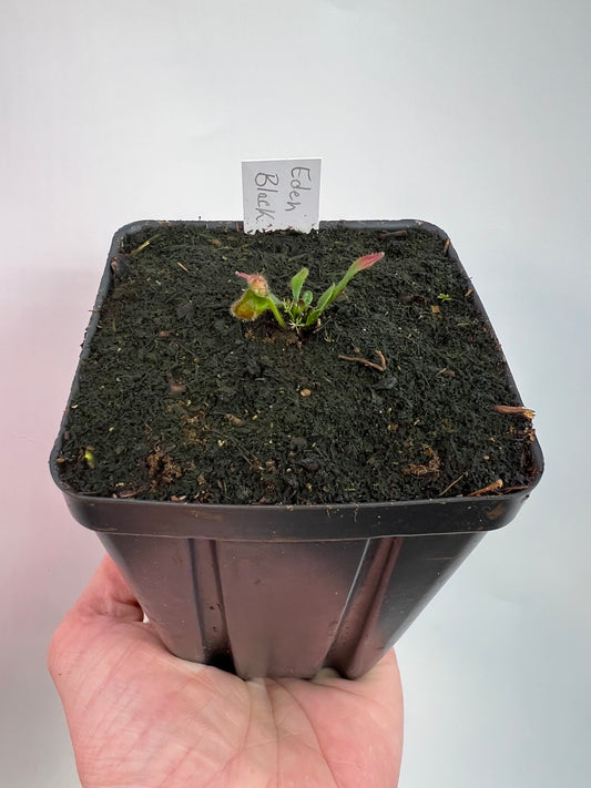 Cephalotus follicularis ‘Eden Black’ - *Rare* (small)