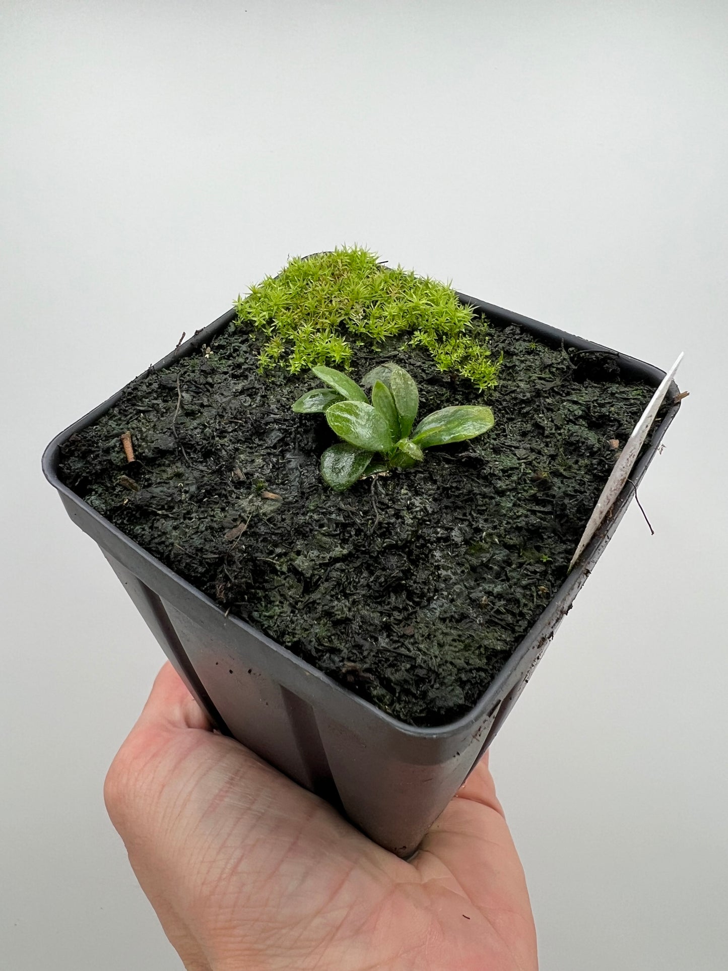 Cephalotus follicularis “Martin Stöckl”