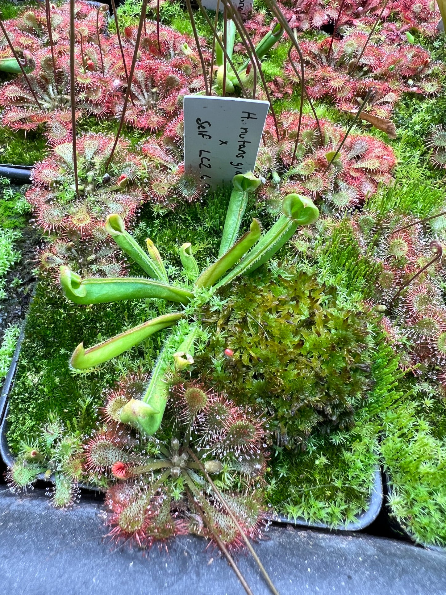 Heliamphora Nutans Giant x self (LC2 6.9.19)