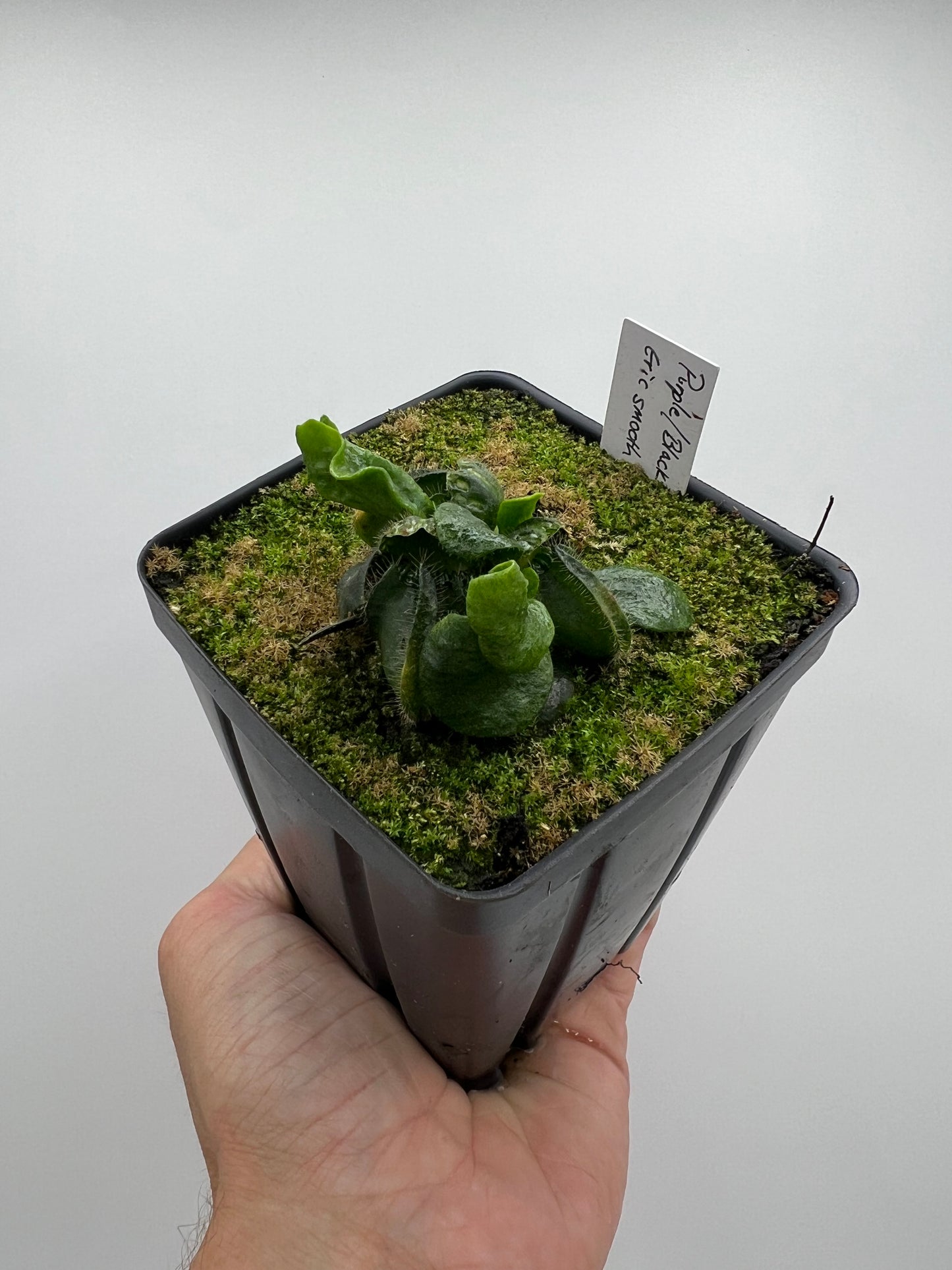 Cephalotus follicularis “Purple/Black” - Eric Smooth