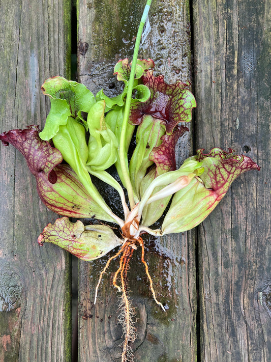 Sarracenia purpurea “Rufflestiltskin”