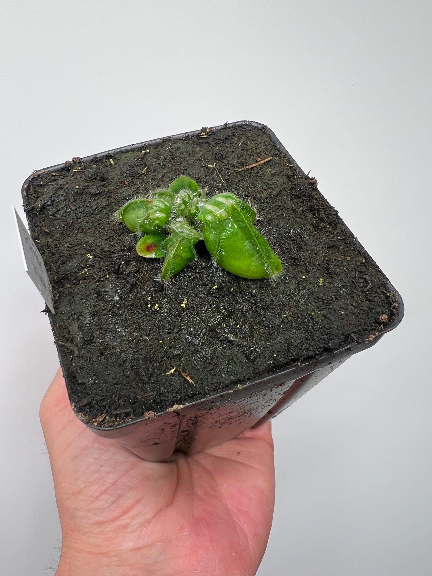 Cephalotus follicularis “Broke Inlet”