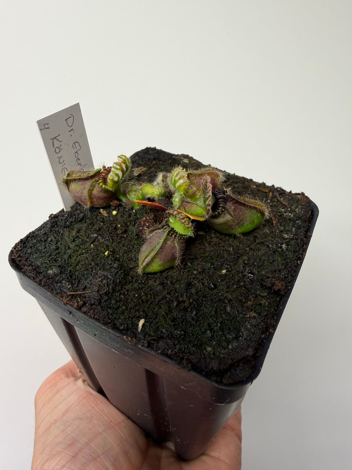 Cephalotus follicularis “Dr. Eberhard König” #4