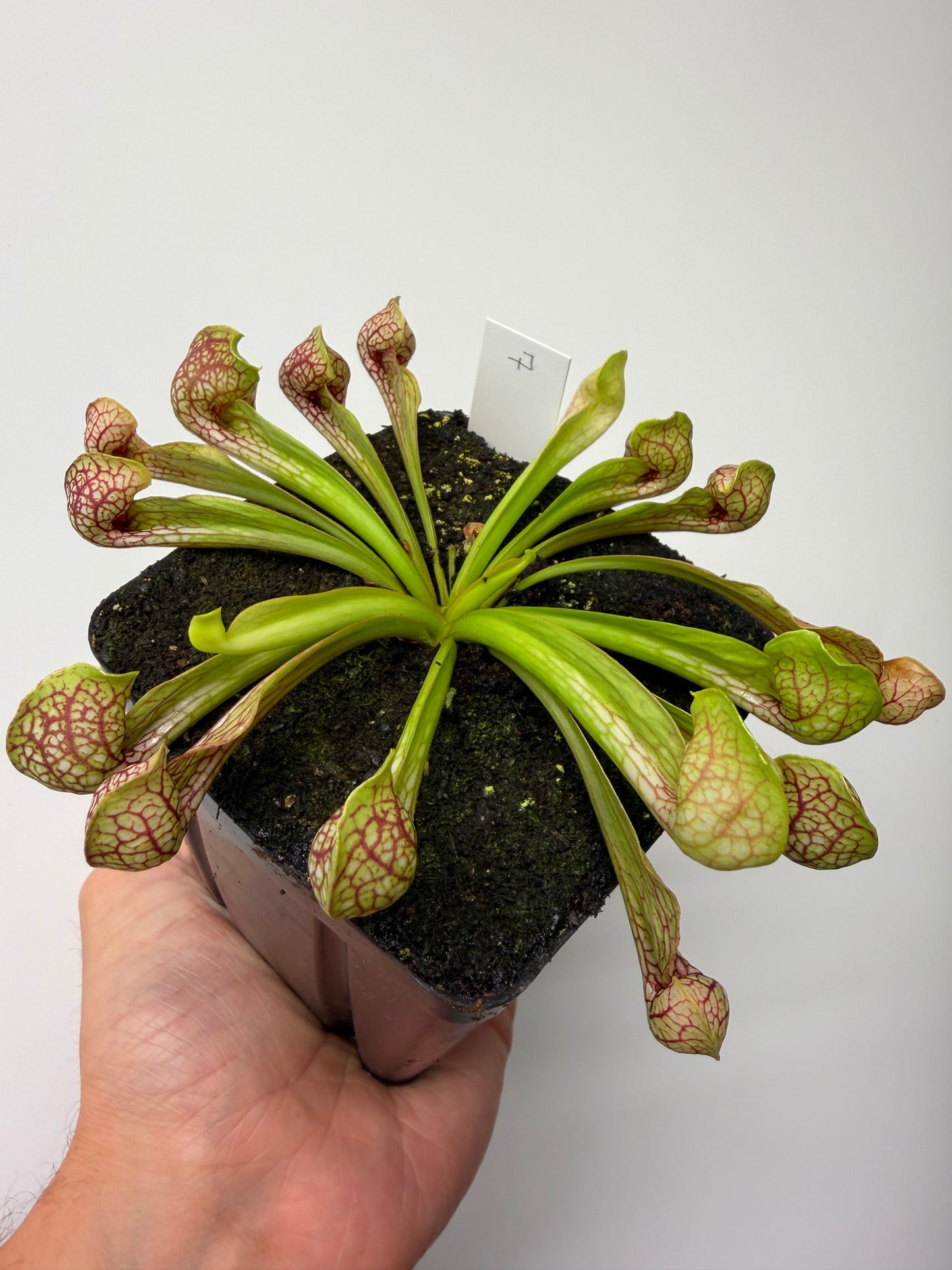 Sarracenia psittacina - “Turkey Hen Creek” - Seed Grown (7)