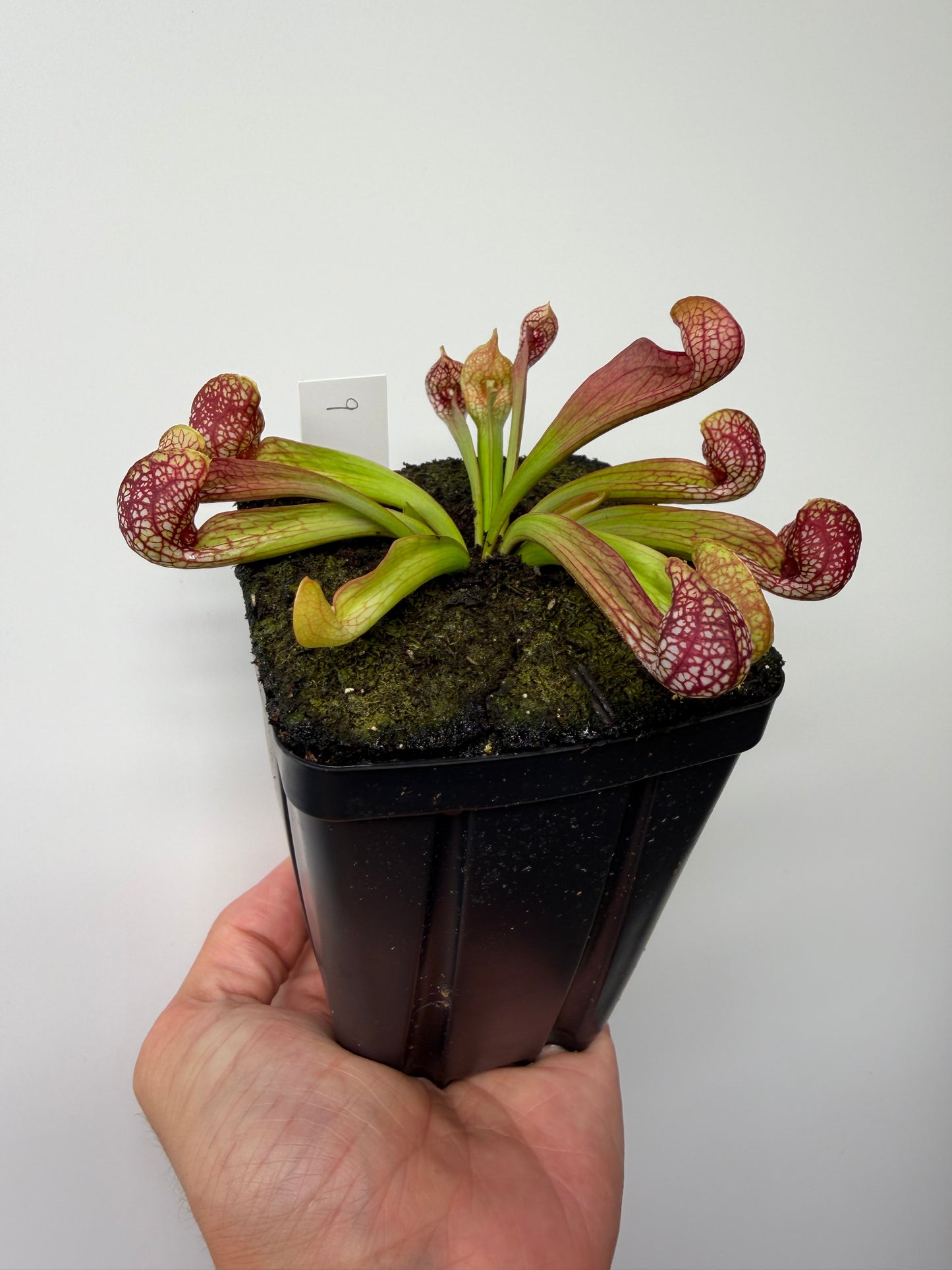 Sarracenia psittacina - “Turkey Hen Creek” - Seed Grown (9)