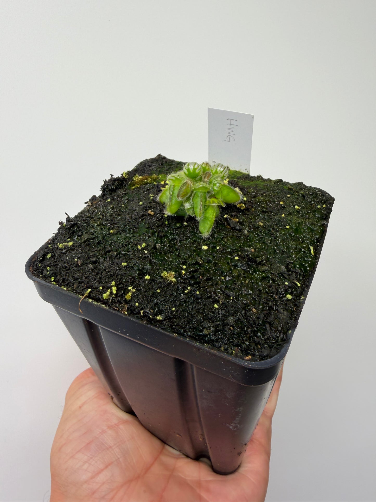 Cephalotus follicularis “Harald Weiner Giant” (aka True Giant) - *Rare*