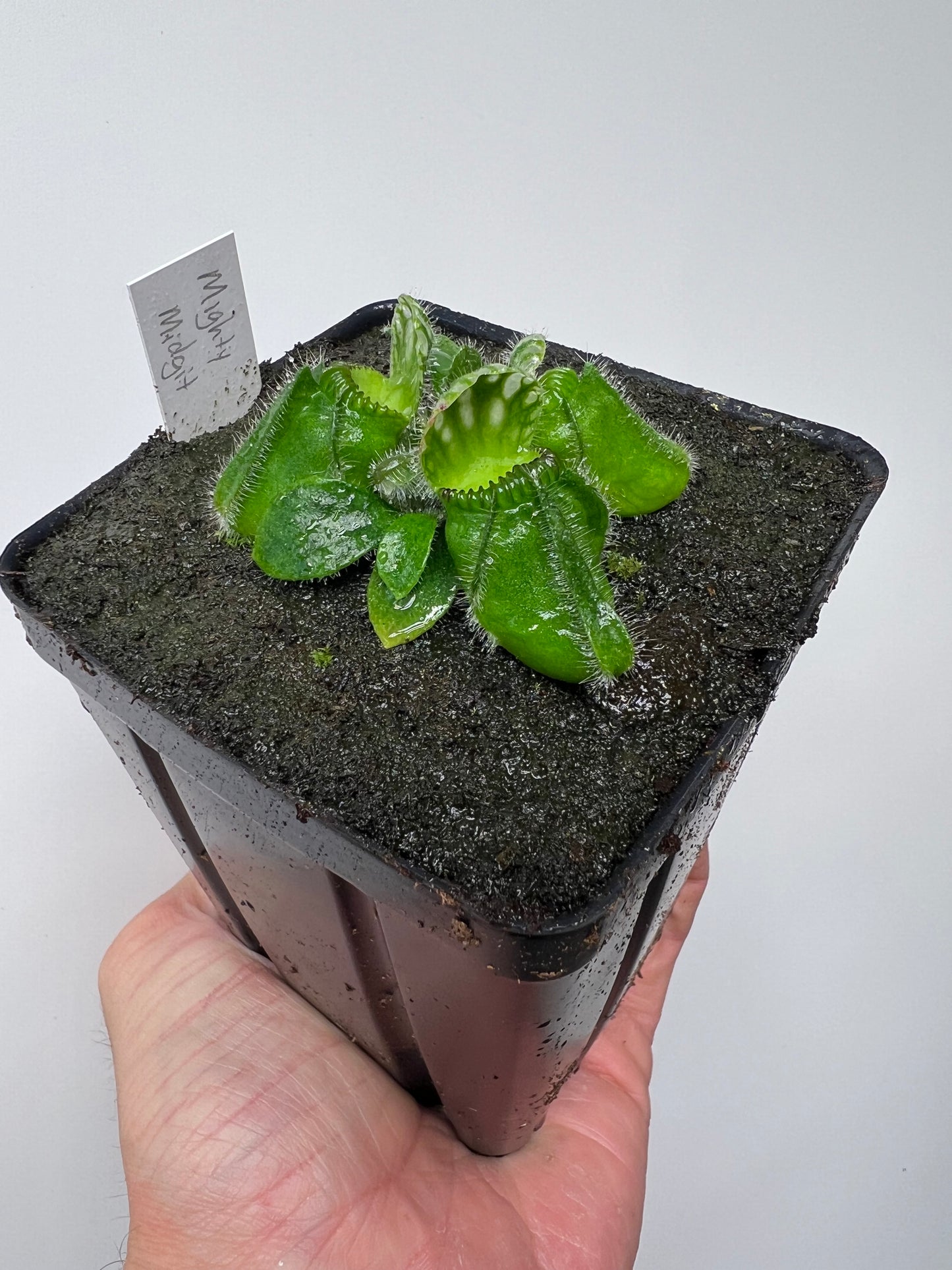 Cephalotus follicularis “Mighty Midget” - *Rare*
