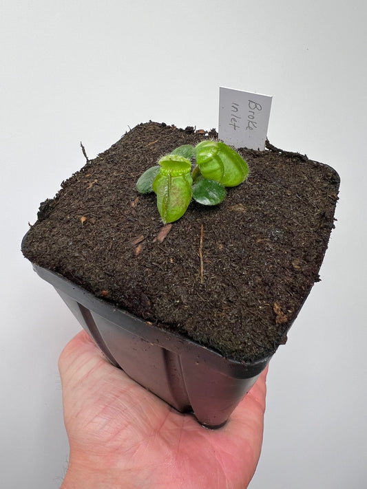 Cephalotus follicularis “Broke Inlet”