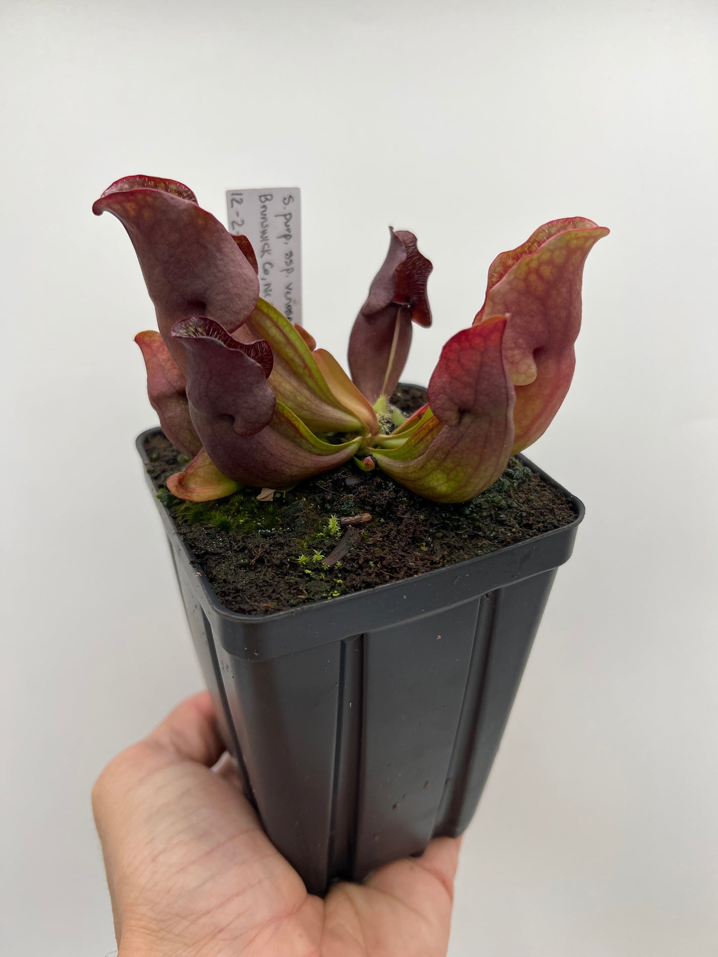 Sarracenia purpurea ssp. venosa (Brunswick Co, NC x Carteret Co, NC)  - Seed Grown #3
