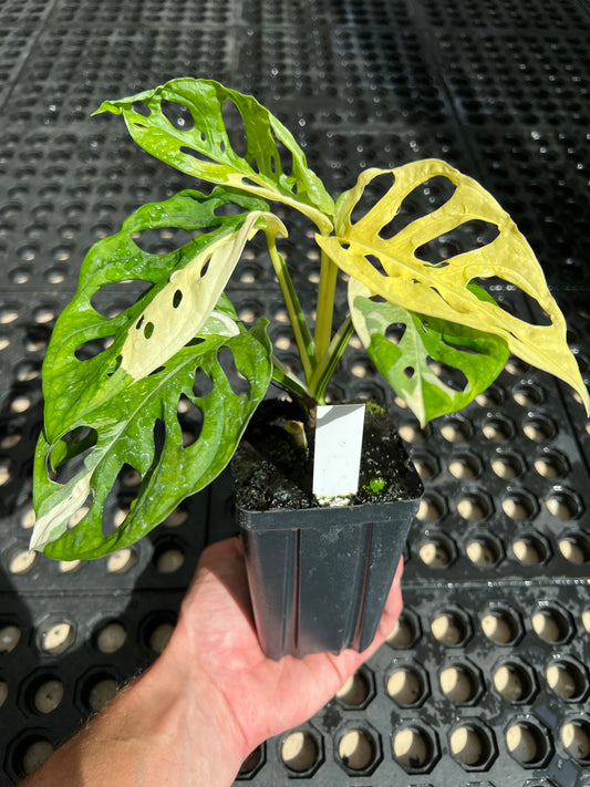 Monstera adansonii “Tricolor” LC