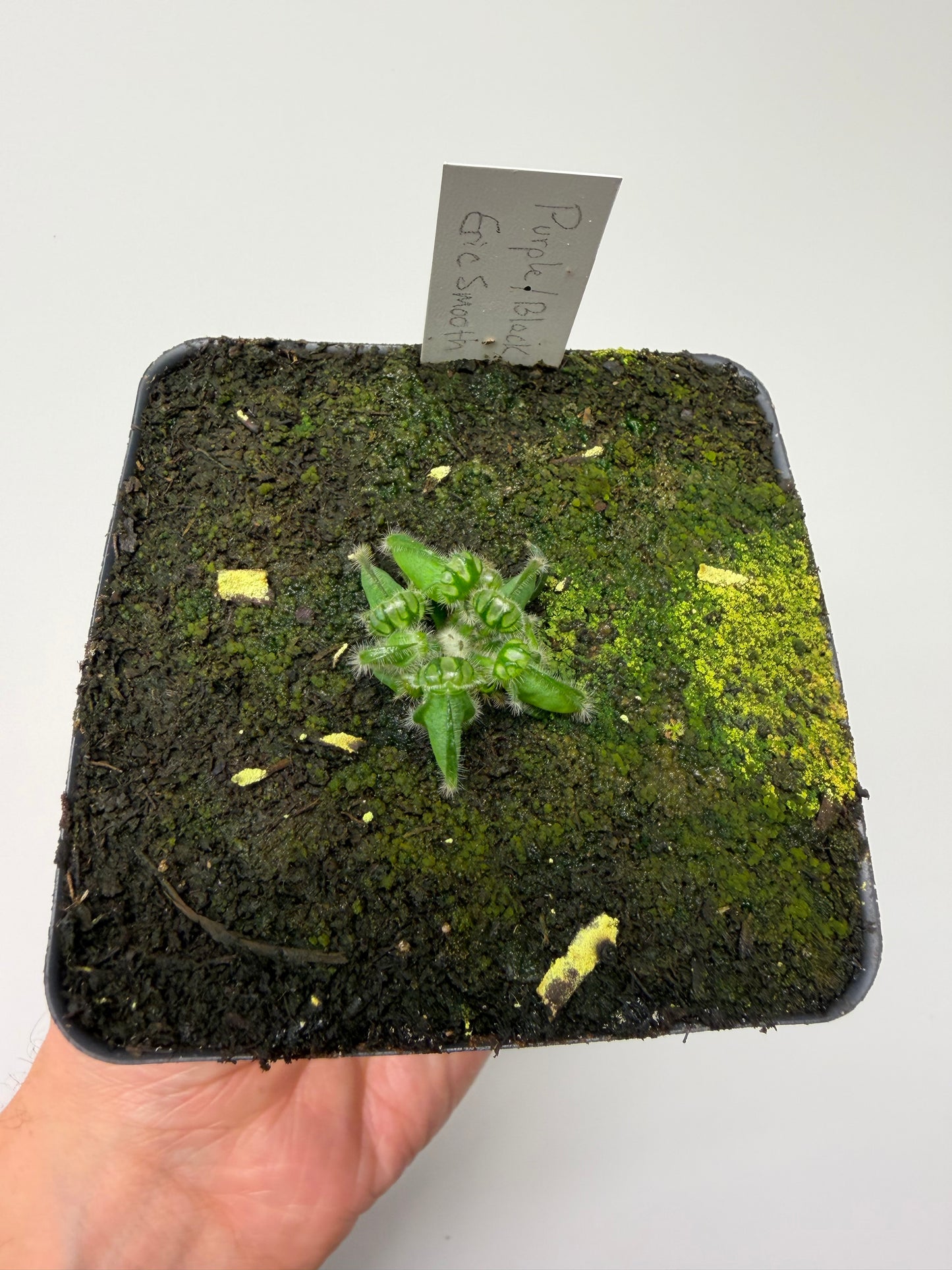 Cephalotus follicularis “Purple/Black” - Eric Smooth