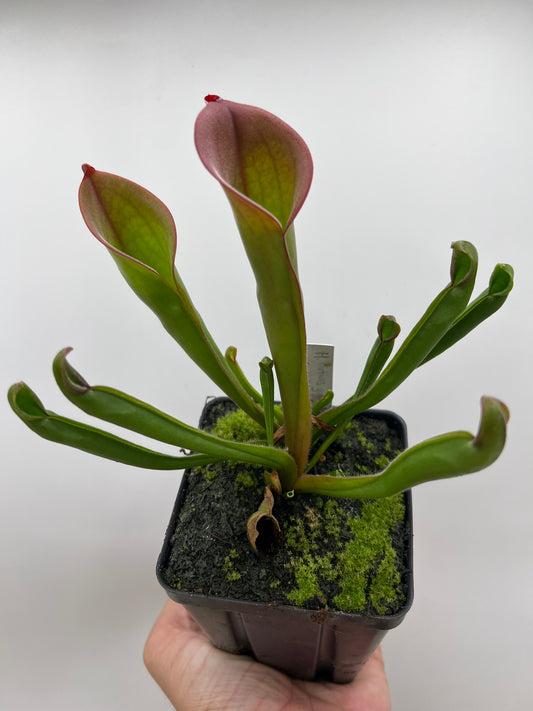 Heliamphora ‘Nutans Giant’ x (tatei x folliculata) LC1