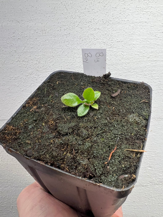 Cephalotus follicularis “Big Boy”
