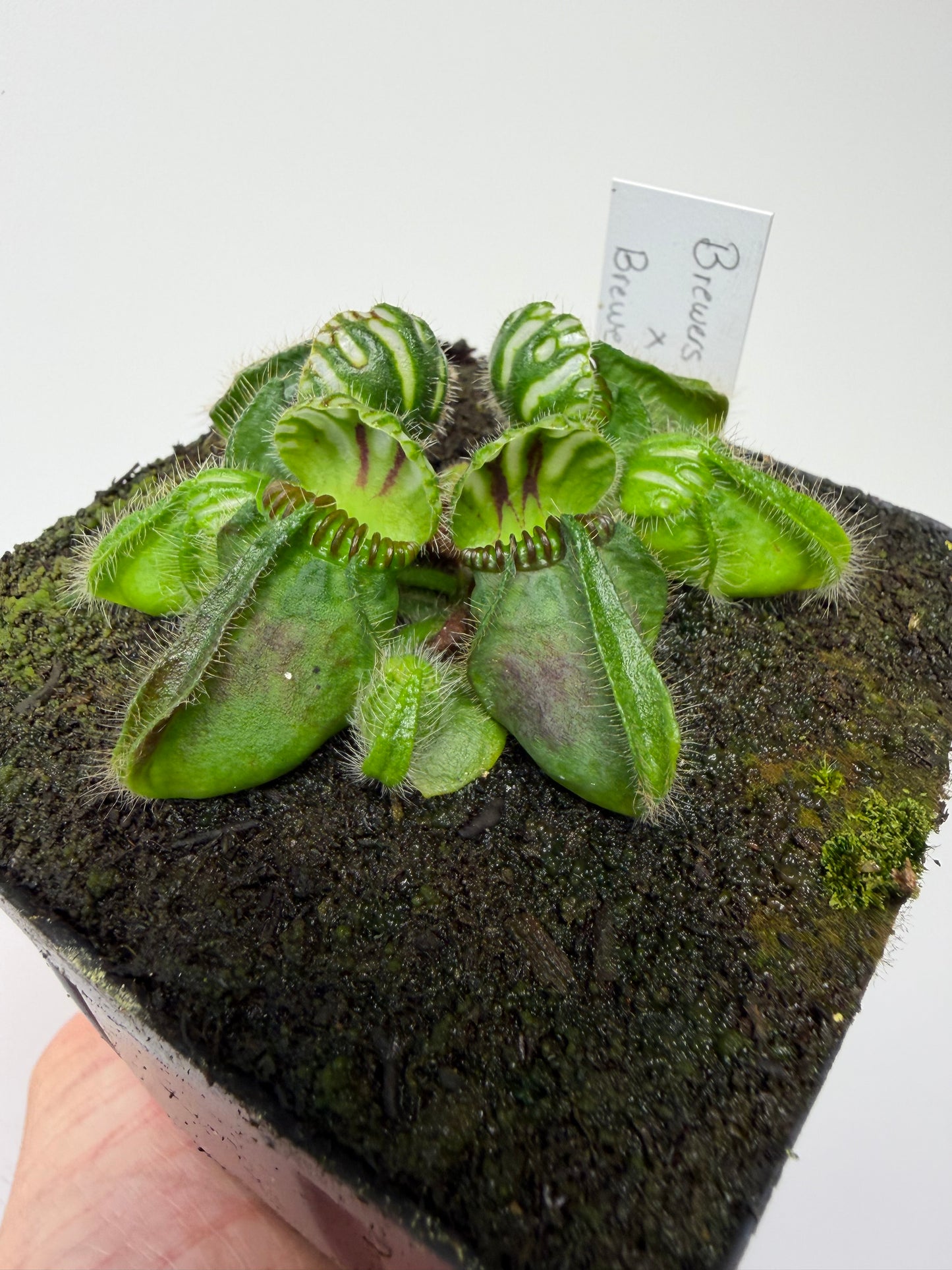 Cephalotus follicularis “Brewers Beauty” x “Brewers”