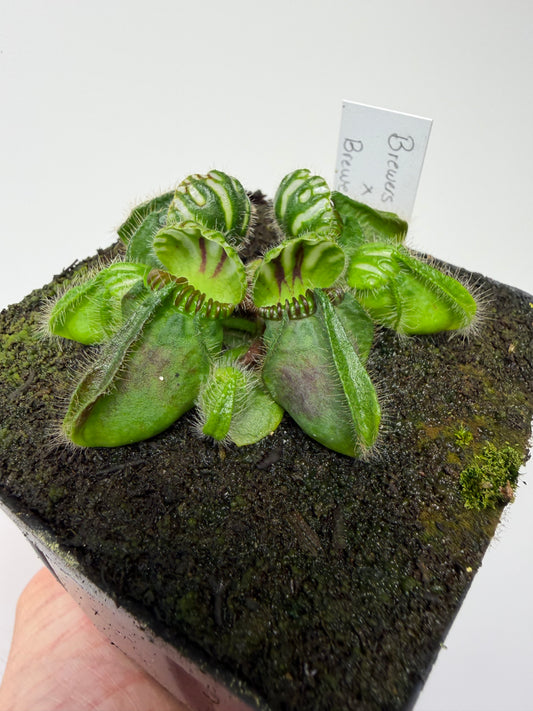 Cephalotus follicularis “Brewers Beauty” x “Brewers”