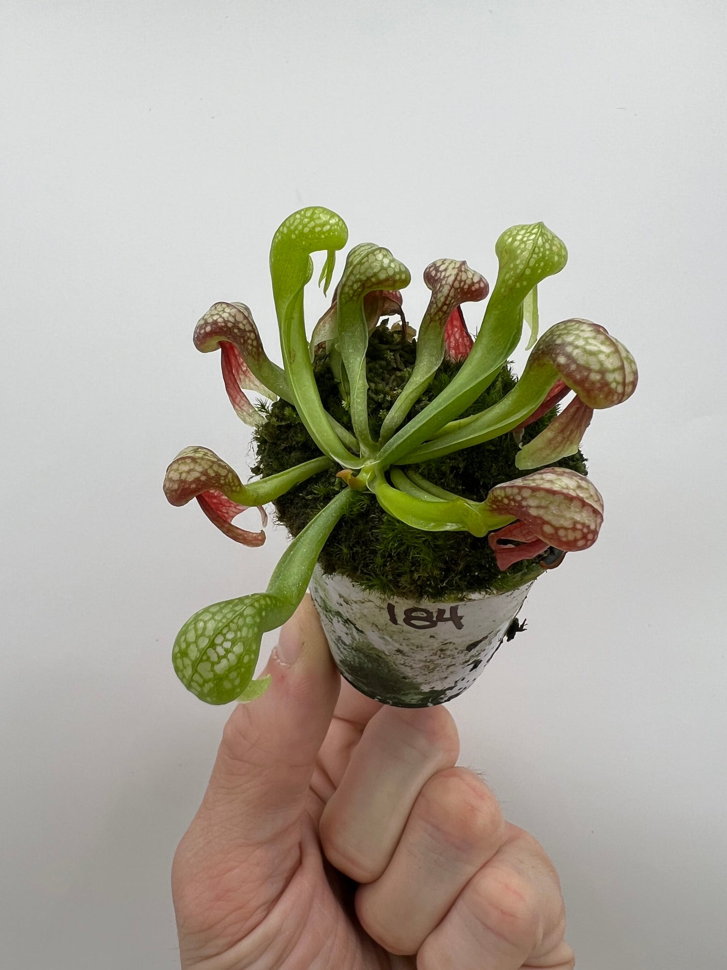 Darlingtonia californica (Cobra Pitcher Plant) - Seed Grown #184