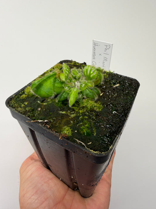 Cephalotus follicularis “Phil Mann” x “Hummers Giant”