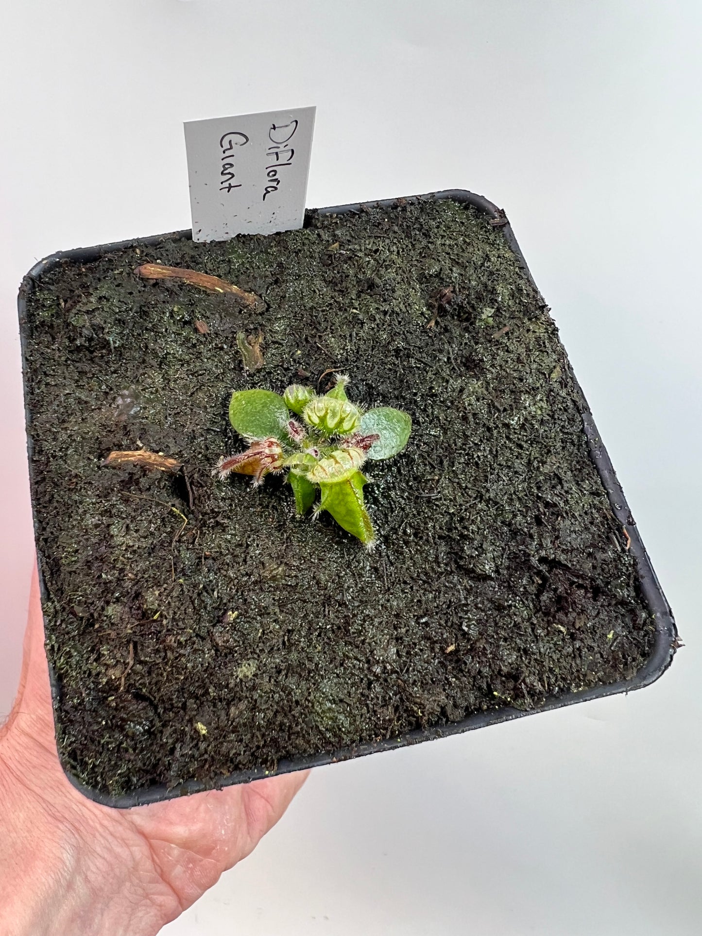 Cephalotus follicularis “Diflora giant” - *Rare*