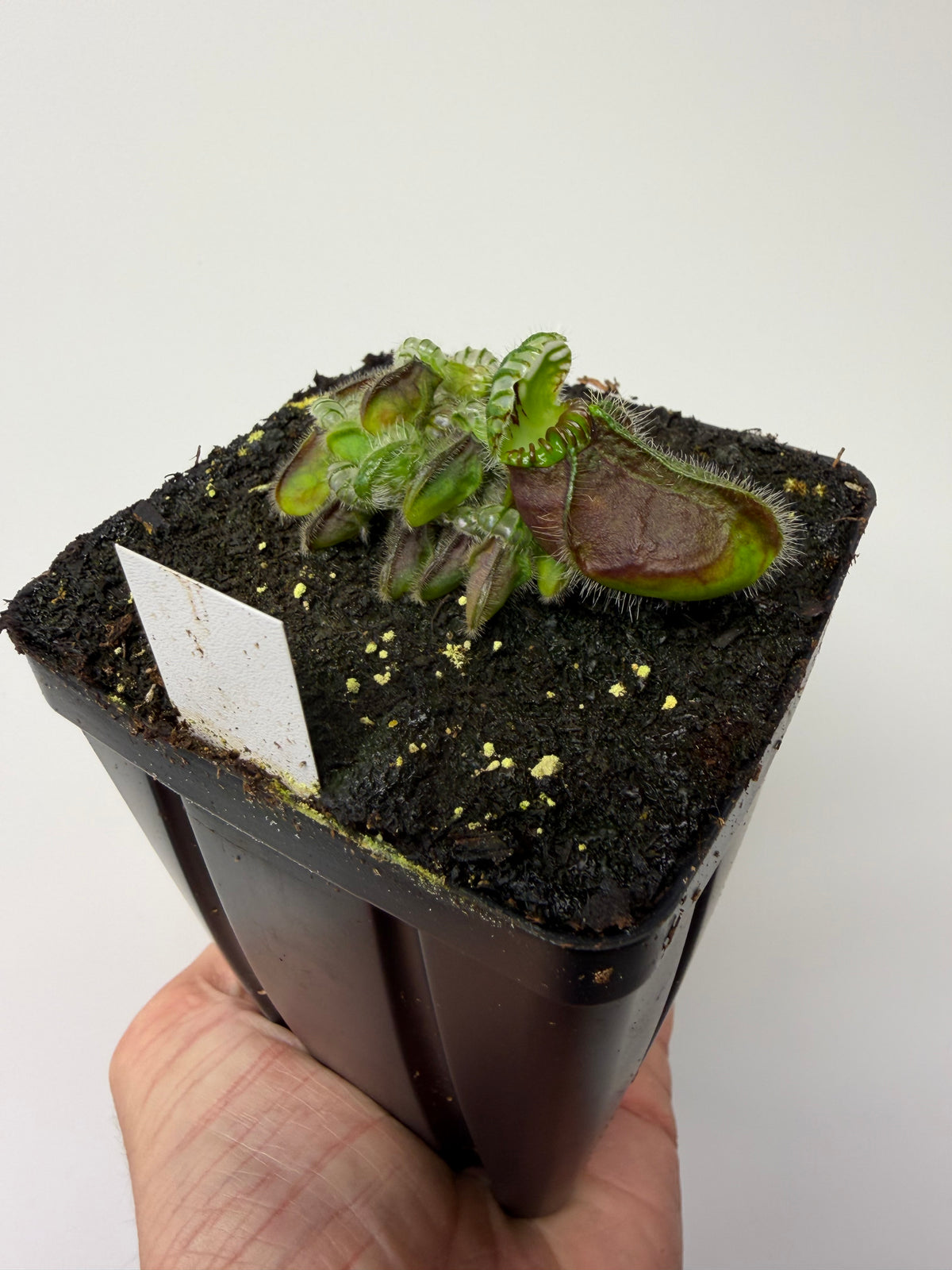 Cephalotus follicularis “Hampshire Red” #10